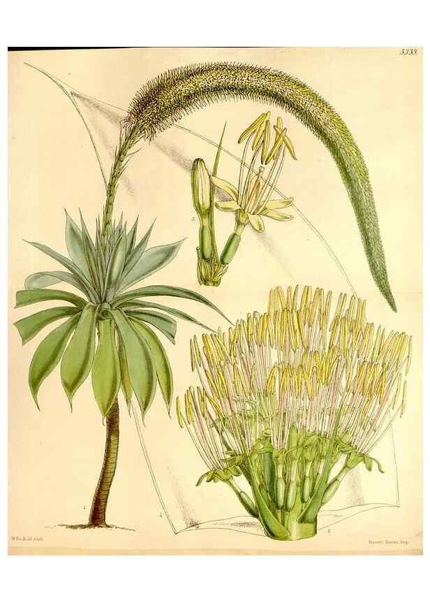 Reproducción/Reproduction 35233671056: Curtis's botanical magazine.. London ; New York [etc.] :Academic Press [etc.]