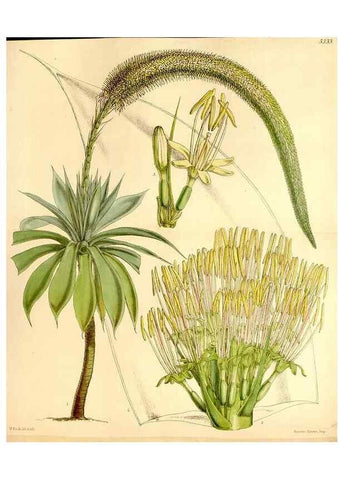 Reproducción/Reproduction 35233671056: Curtis's botanical magazine.. London ; New York [etc.] :Academic Press [etc.]