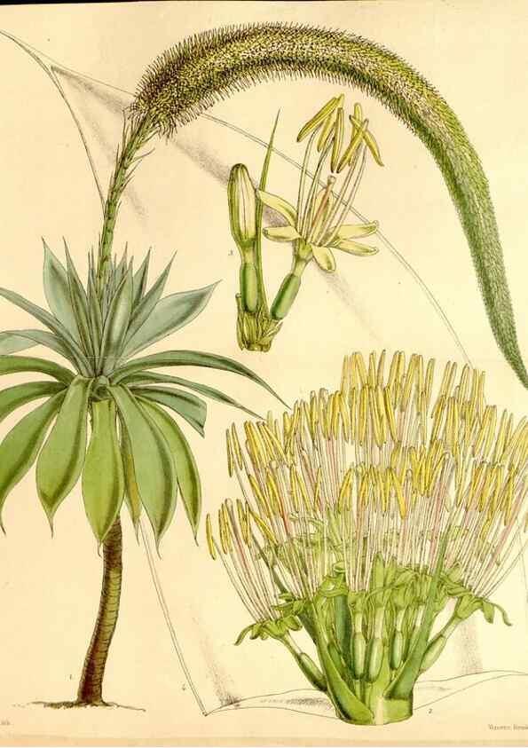 Reproducción/Reproduction 35233671056: Curtis's botanical magazine.. London ; New York [etc.] :Academic Press [etc.]
