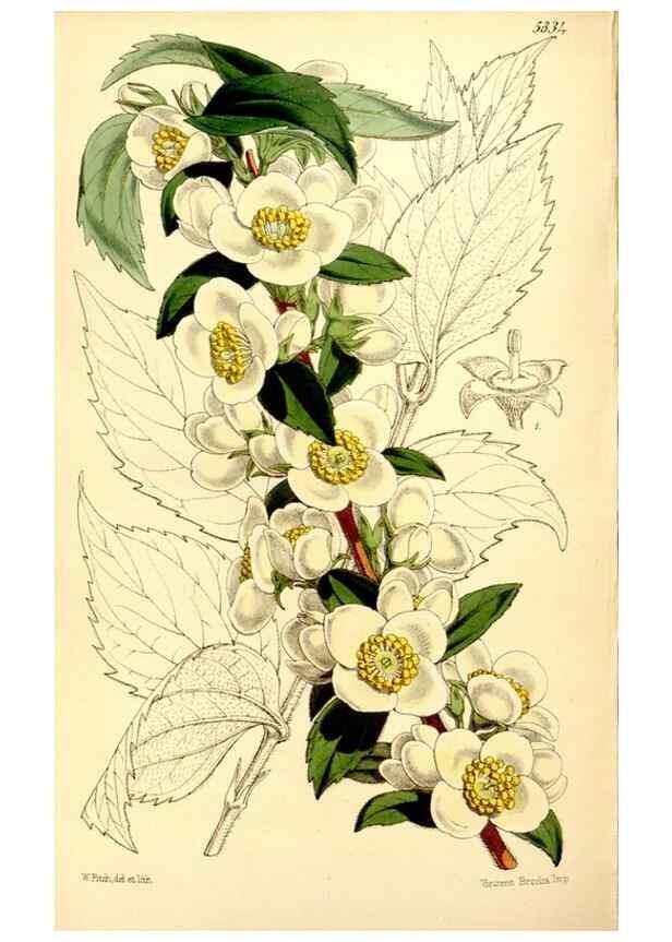 Reproducción/Reproduction 34464420693: Curtis's botanical magazine.. London ; New York [etc.] :Academic Press [etc.]