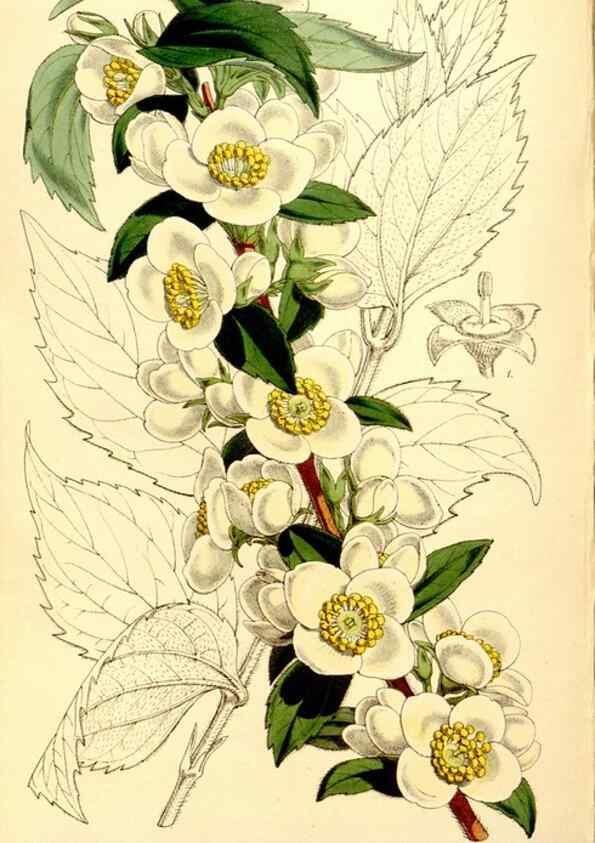 Reproducción/Reproduction 34464420693: Curtis's botanical magazine.. London ; New York [etc.] :Academic Press [etc.]