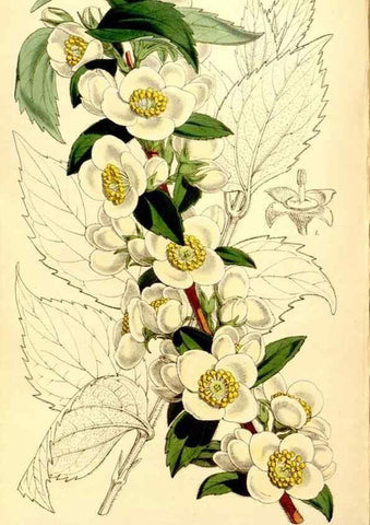 Reproducción/Reproduction 34464420693: Curtis's botanical magazine.. London ; New York [etc.] :Academic Press [etc.]