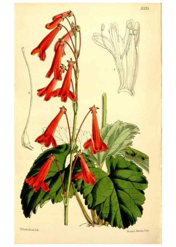 Reproducción/Reproduction 34430264284: Curtis's botanical magazine.. London ; New York [etc.] :Academic Press [etc.]
