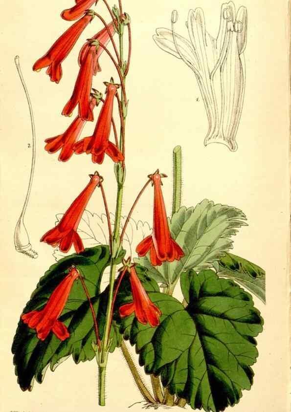 Reproducción/Reproduction 34430264284: Curtis's botanical magazine.. London ; New York [etc.] :Academic Press [etc.]