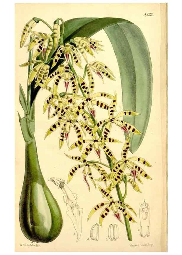 Reproducción/Reproduction 34464423563: Curtis's botanical magazine.. London ; New York [etc.] :Academic Press [etc.]
