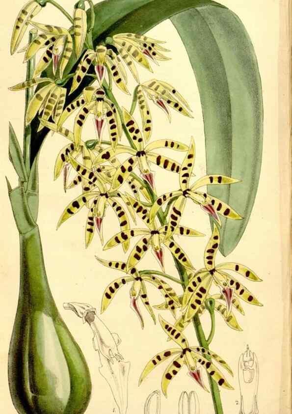 Reproducción/Reproduction 34464423563: Curtis's botanical magazine.. London ; New York [etc.] :Academic Press [etc.]