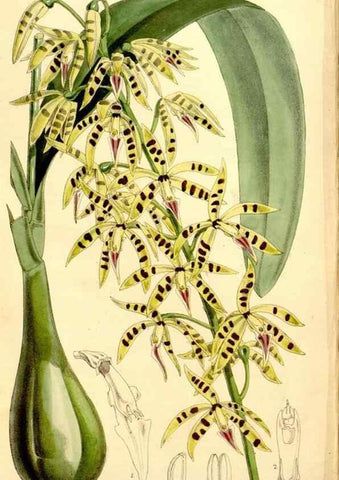 Reproducción/Reproduction 34464423563: Curtis's botanical magazine.. London ; New York [etc.] :Academic Press [etc.]