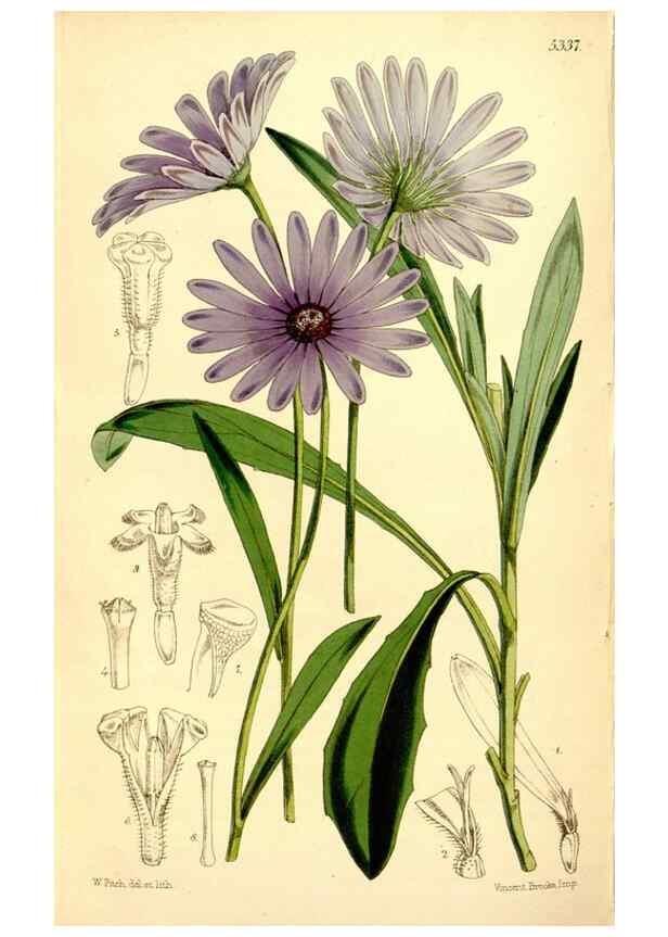 Reproducción/Reproduction 34464425153: Curtis's botanical magazine.. London ; New York [etc.] :Academic Press [etc.]