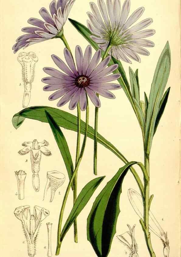 Reproducción/Reproduction 34464425153: Curtis's botanical magazine.. London ; New York [etc.] :Academic Press [etc.]