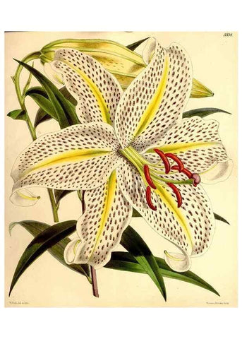 Reproducción/Reproduction 35107539972: Curtis's botanical magazine.. London ; New York [etc.] :Academic Press [etc.]