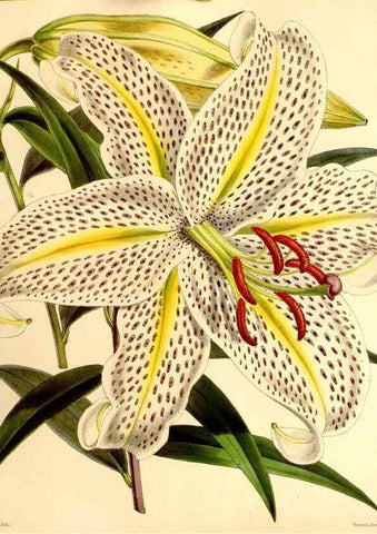 Reproducción/Reproduction 35107539972: Curtis's botanical magazine.. London ; New York [etc.] :Academic Press [etc.]