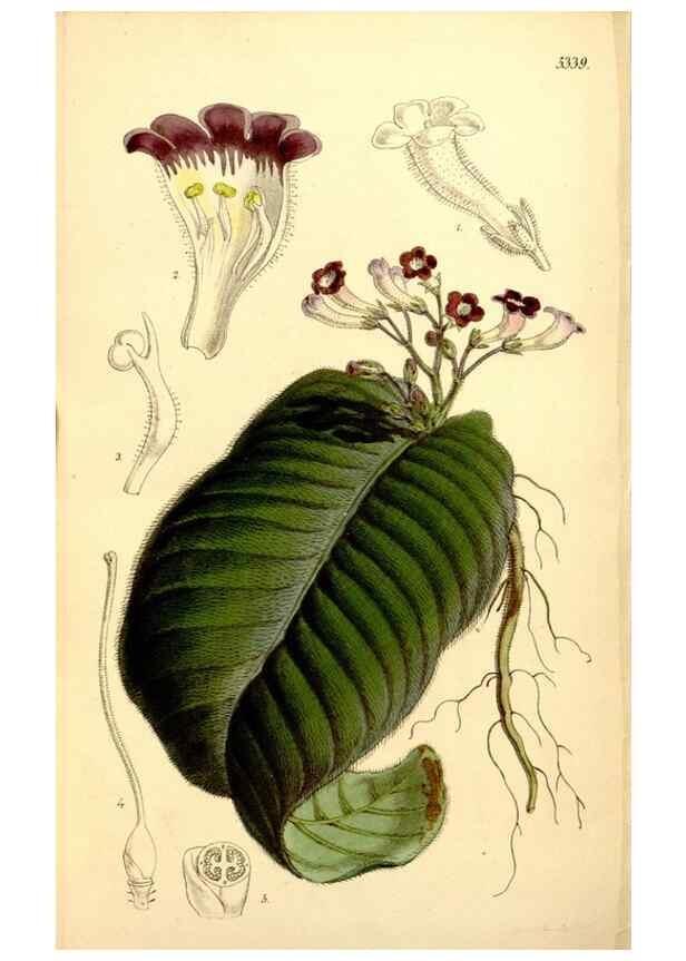 Reproducción/Reproduction 34464428743: Curtis's botanical magazine.. London ; New York [etc.] :Academic Press [etc.]