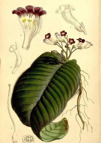 Reproducción/Reproduction 34464428743: Curtis's botanical magazine.. London ; New York [etc.] :Academic Press [etc.]