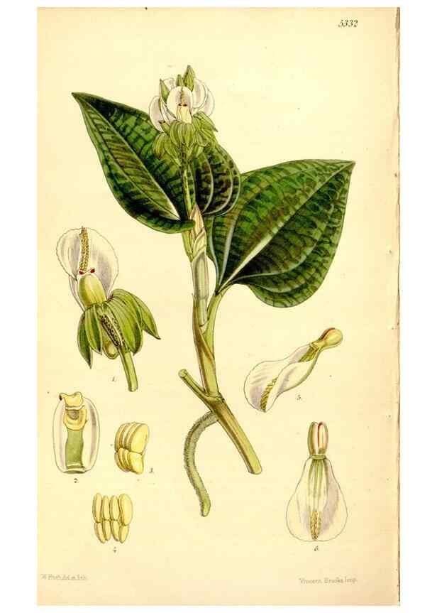Reproducción/Reproduction 35143867141: Curtis's botanical magazine.. London ; New York [etc.] :Academic Press [etc.]
