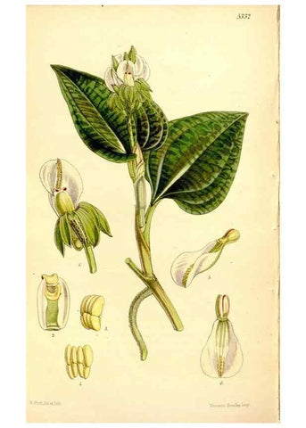 Reproducción/Reproduction 35143867141: Curtis's botanical magazine.. London ; New York [etc.] :Academic Press [etc.]