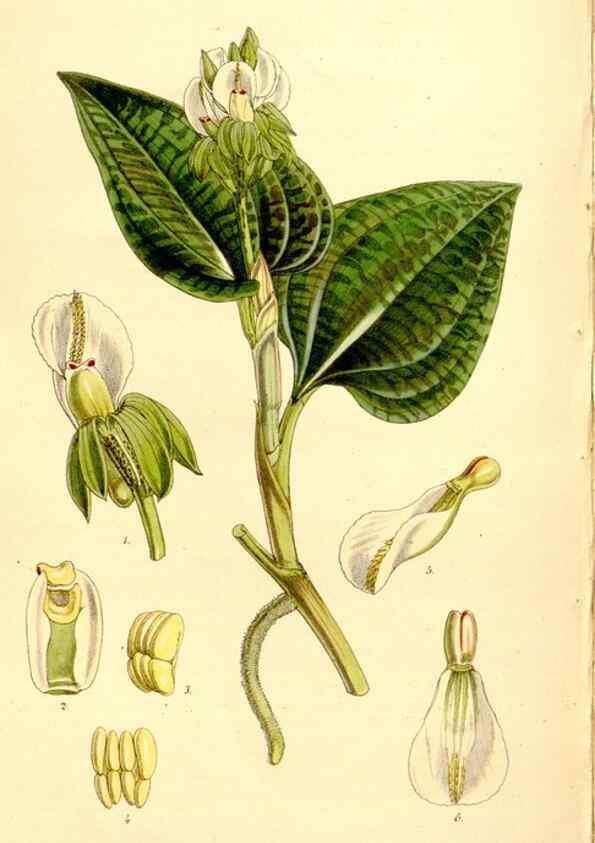 Reproducción/Reproduction 35143867141: Curtis's botanical magazine.. London ; New York [etc.] :Academic Press [etc.]