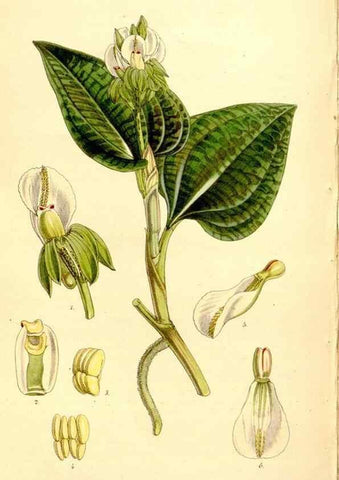 Reproducción/Reproduction 35143867141: Curtis's botanical magazine.. London ; New York [etc.] :Academic Press [etc.]