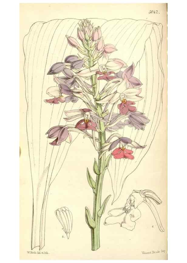 Reproducción/Reproduction 34885924170: Curtis's botanical magazine.. London ; New York [etc.] :Academic Press [etc.]