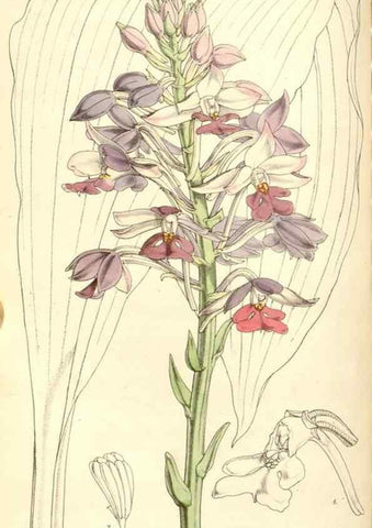 Reproducción/Reproduction 34885924170: Curtis's botanical magazine.. London ; New York [etc.] :Academic Press [etc.]