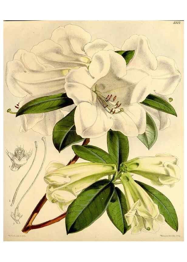 Reproducción/Reproduction 35107513122: Curtis's botanical magazine.. London ; New York [etc.] :Academic Press [etc.]