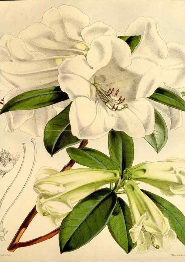 Reproducción/Reproduction 35107513122: Curtis's botanical magazine.. London ; New York [etc.] :Academic Press [etc.]