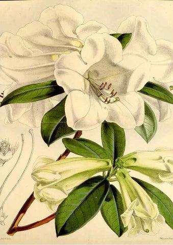 Reproducción/Reproduction 35107513122: Curtis's botanical magazine.. London ; New York [etc.] :Academic Press [etc.]