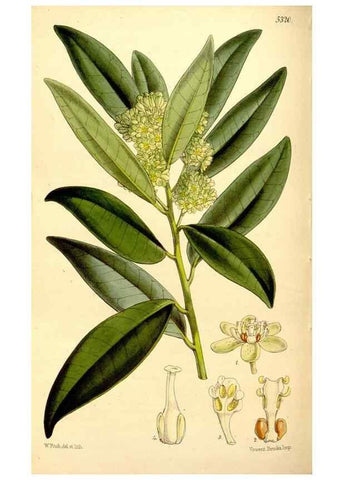 Reproducción/Reproduction 34464396353: Curtis's botanical magazine.. London ; New York [etc.] :Academic Press [etc.]