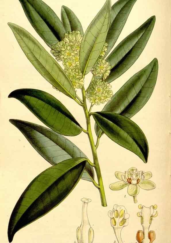 Reproducción/Reproduction 34464396353: Curtis's botanical magazine.. London ; New York [etc.] :Academic Press [etc.]