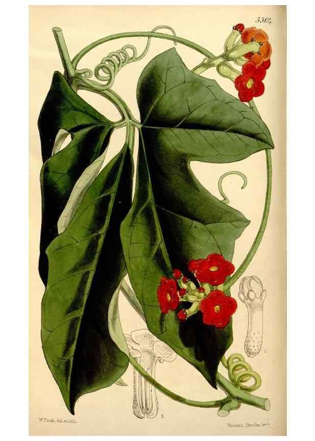 Reproducción/Reproduction 35107484382: Curtis's botanical magazine.. London ; New York [etc.] :Academic Press [etc.]