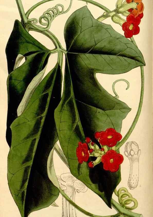 Reproducción/Reproduction 35107484382: Curtis's botanical magazine.. London ; New York [etc.] :Academic Press [etc.]