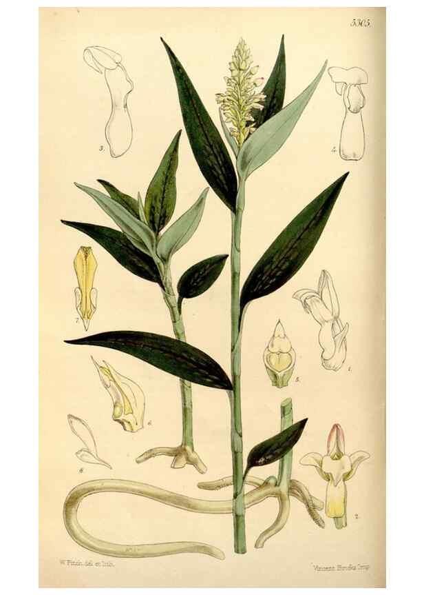 Reproducción/Reproduction 34886600300: Curtis's botanical magazine.. London ; New York [etc.] :Academic Press [etc.]