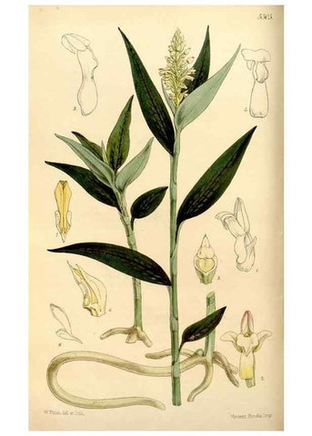 Reproducción/Reproduction 34886600300: Curtis's botanical magazine.. London ; New York [etc.] :Academic Press [etc.]