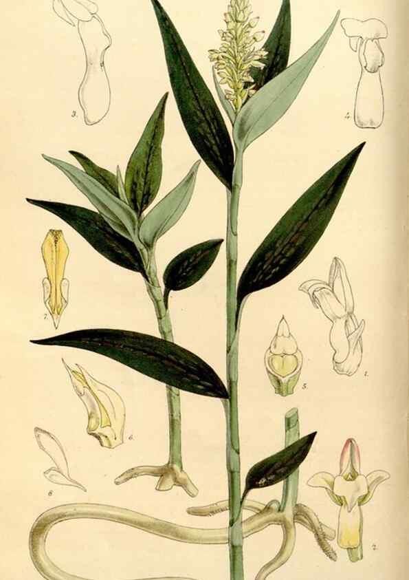 Reproducción/Reproduction 34886600300: Curtis's botanical magazine.. London ; New York [etc.] :Academic Press [etc.]