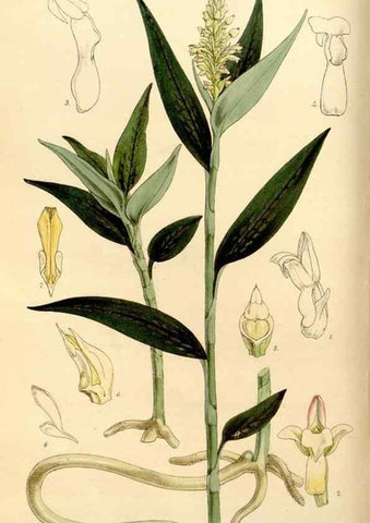 Reproducción/Reproduction 34886600300: Curtis's botanical magazine.. London ; New York [etc.] :Academic Press [etc.]