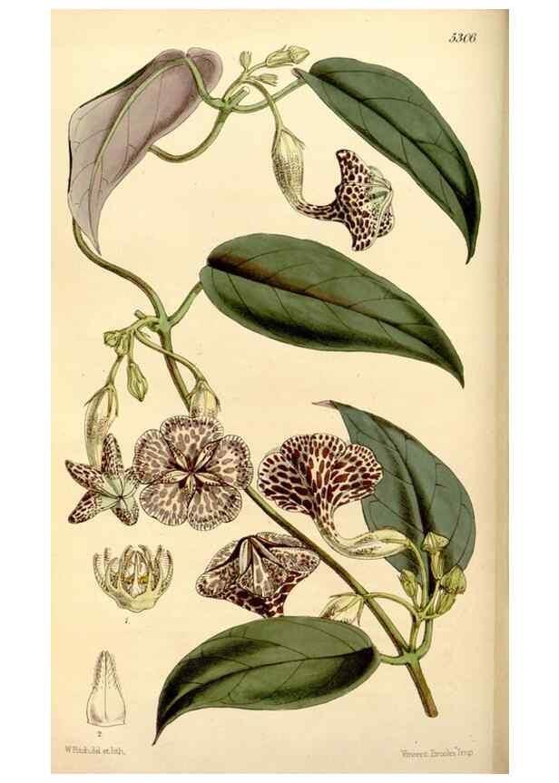 Reproducción/Reproduction 34886603630: Curtis's botanical magazine.. London ; New York [etc.] :Academic Press [etc.]