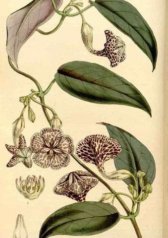 Reproducción/Reproduction 34886603630: Curtis's botanical magazine.. London ; New York [etc.] :Academic Press [etc.]