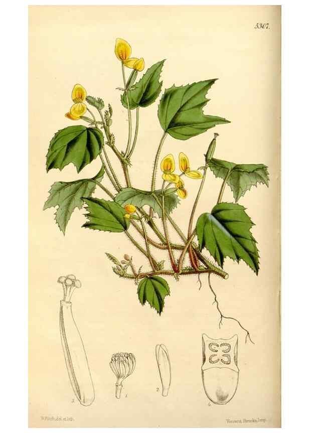 Reproducción/Reproduction 34886605720: Curtis's botanical magazine.. London ; New York [etc.] :Academic Press [etc.]