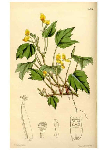 Reproducción/Reproduction 34886605720: Curtis's botanical magazine.. London ; New York [etc.] :Academic Press [etc.]