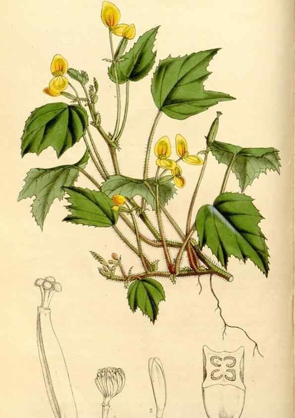 Reproducción/Reproduction 34886605720: Curtis's botanical magazine.. London ; New York [etc.] :Academic Press [etc.]