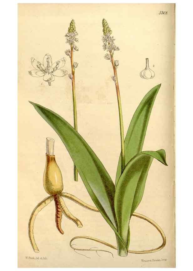 Reproducción/Reproduction 34886607930: Curtis's botanical magazine.. London ; New York [etc.] :Academic Press [etc.]