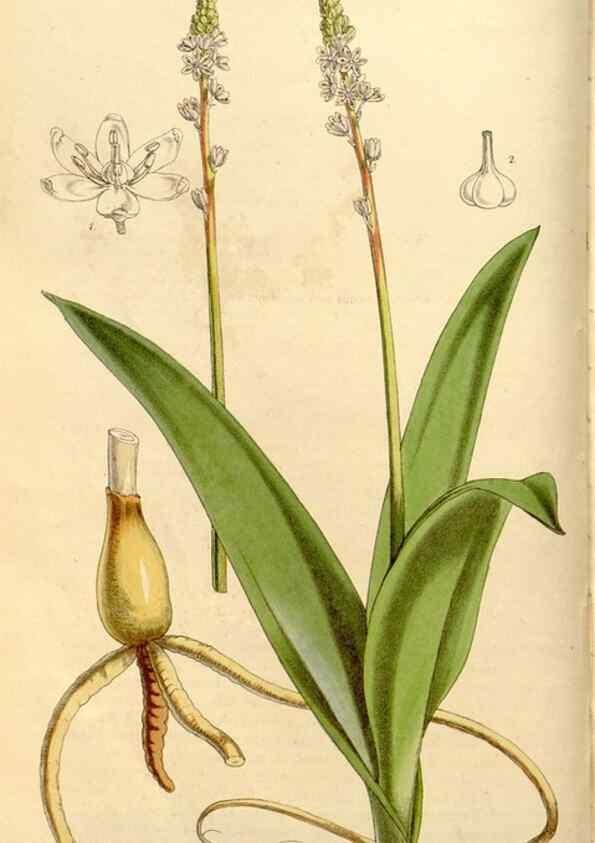 Reproducción/Reproduction 34886607930: Curtis's botanical magazine.. London ; New York [etc.] :Academic Press [etc.]