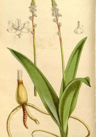 Reproducción/Reproduction 34886607930: Curtis's botanical magazine.. London ; New York [etc.] :Academic Press [etc.]