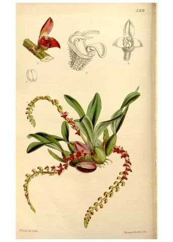 Reproducción/Reproduction 35233618276: Curtis's botanical magazine.. London ; New York [etc.] :Academic Press [etc.]
