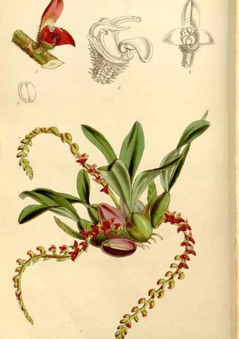 Reproducción/Reproduction 35233618276: Curtis's botanical magazine.. London ; New York [etc.] :Academic Press [etc.]