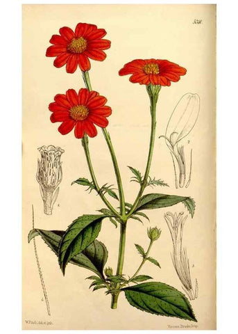 Reproducción/Reproduction 34886611640: Curtis's botanical magazine.. London ; New York [etc.] :Academic Press [etc.]