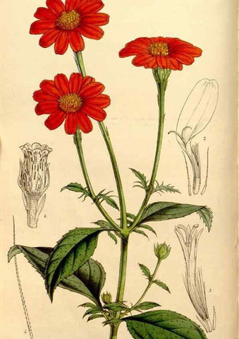 Reproducción/Reproduction 34886611640: Curtis's botanical magazine.. London ; New York [etc.] :Academic Press [etc.]