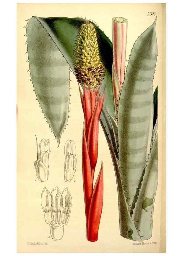 Reproducción/Reproduction 35107511272: Curtis's botanical magazine.. London ; New York [etc.] :Academic Press [etc.]