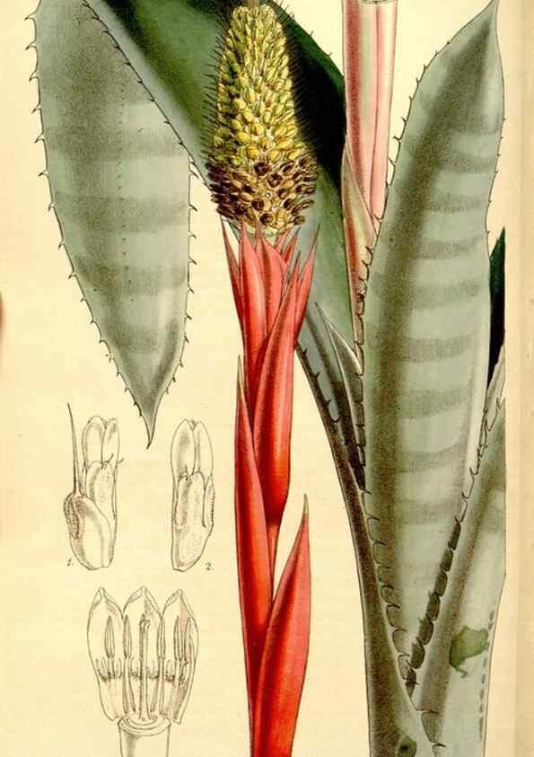 Reproducción/Reproduction 35107511272: Curtis's botanical magazine.. London ; New York [etc.] :Academic Press [etc.]