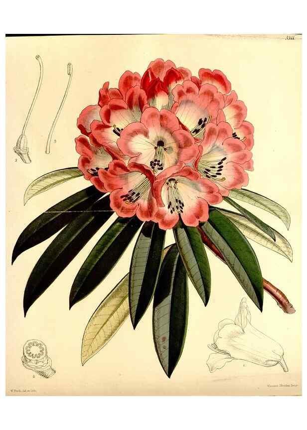 Reproducción/Reproduction 35233625626: Curtis's botanical magazine.. London ; New York [etc.] :Academic Press [etc.]