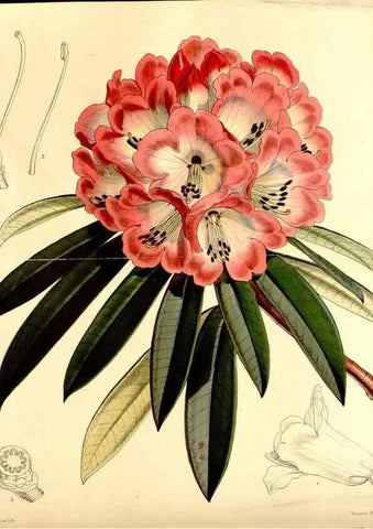 Reproducción/Reproduction 35233625626: Curtis's botanical magazine.. London ; New York [etc.] :Academic Press [etc.]